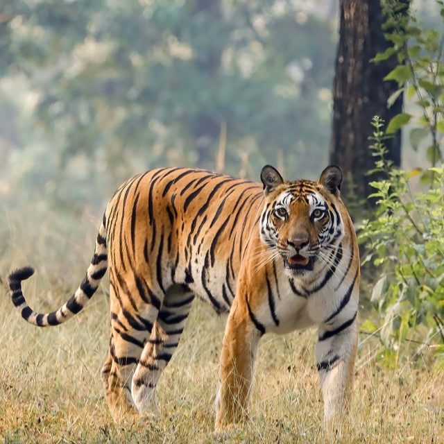 International Tiger Day: how ALL TIGERS supports wild tiger conservation