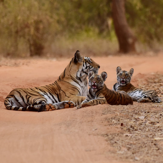International Tiger Day - Journée internationale du tigre 2021